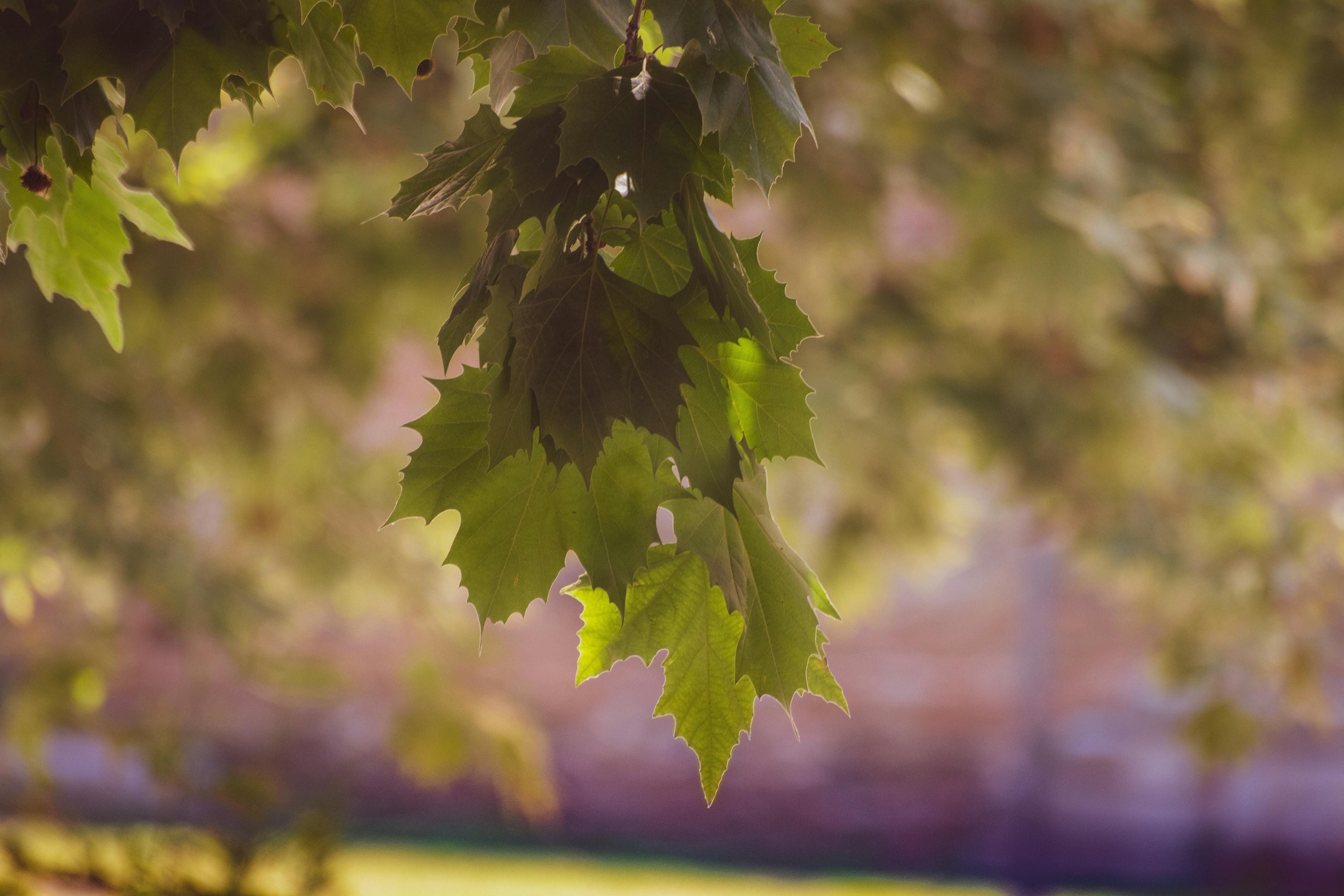 עלי עץ ירוקים מוארים באור רך | Green Tree Leaves Illuminated by Soft Light