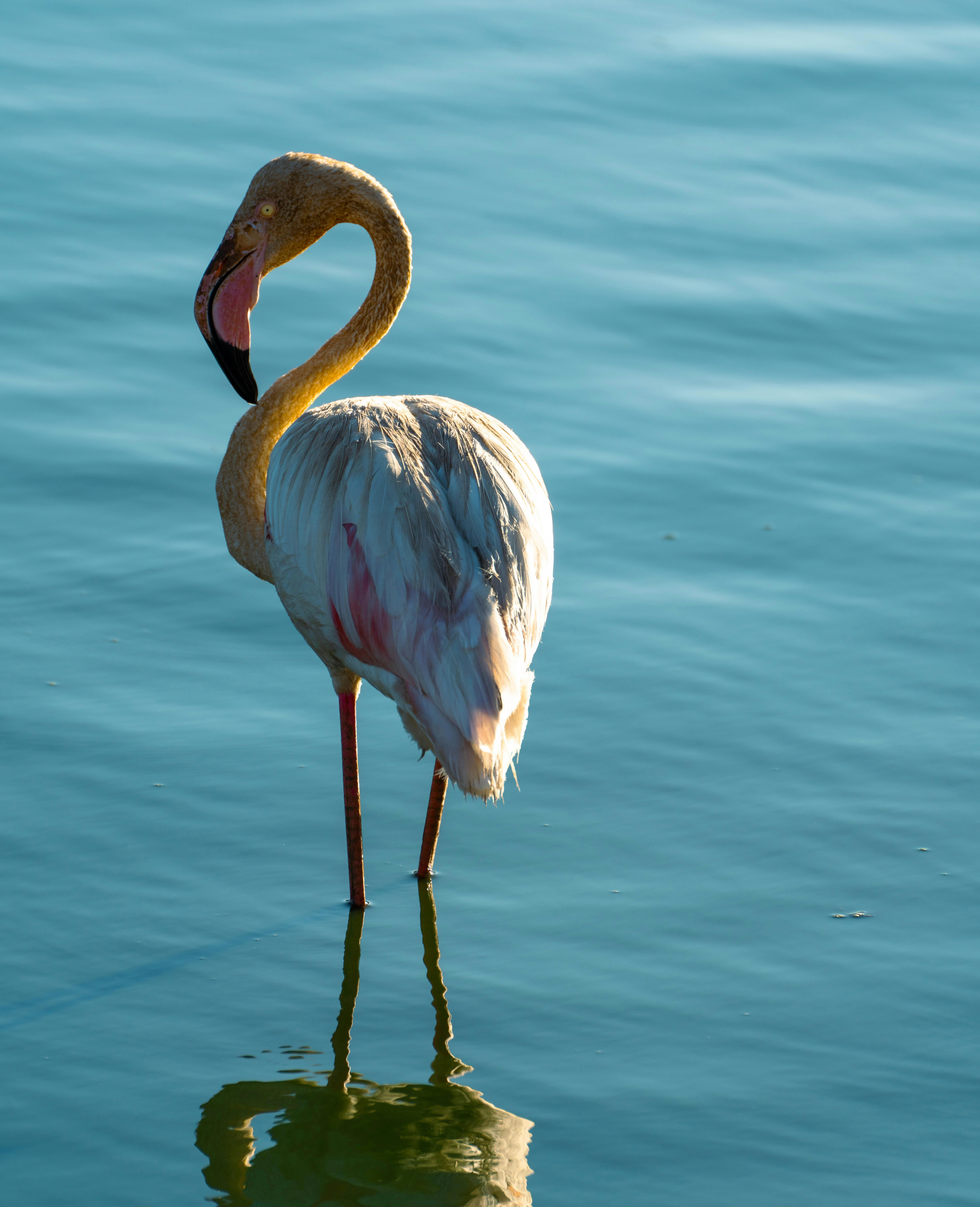 פלמינגו במים כחולים עם השתקפות באור שמש | Flamingo in Blue Water with Reflection in Sunlight