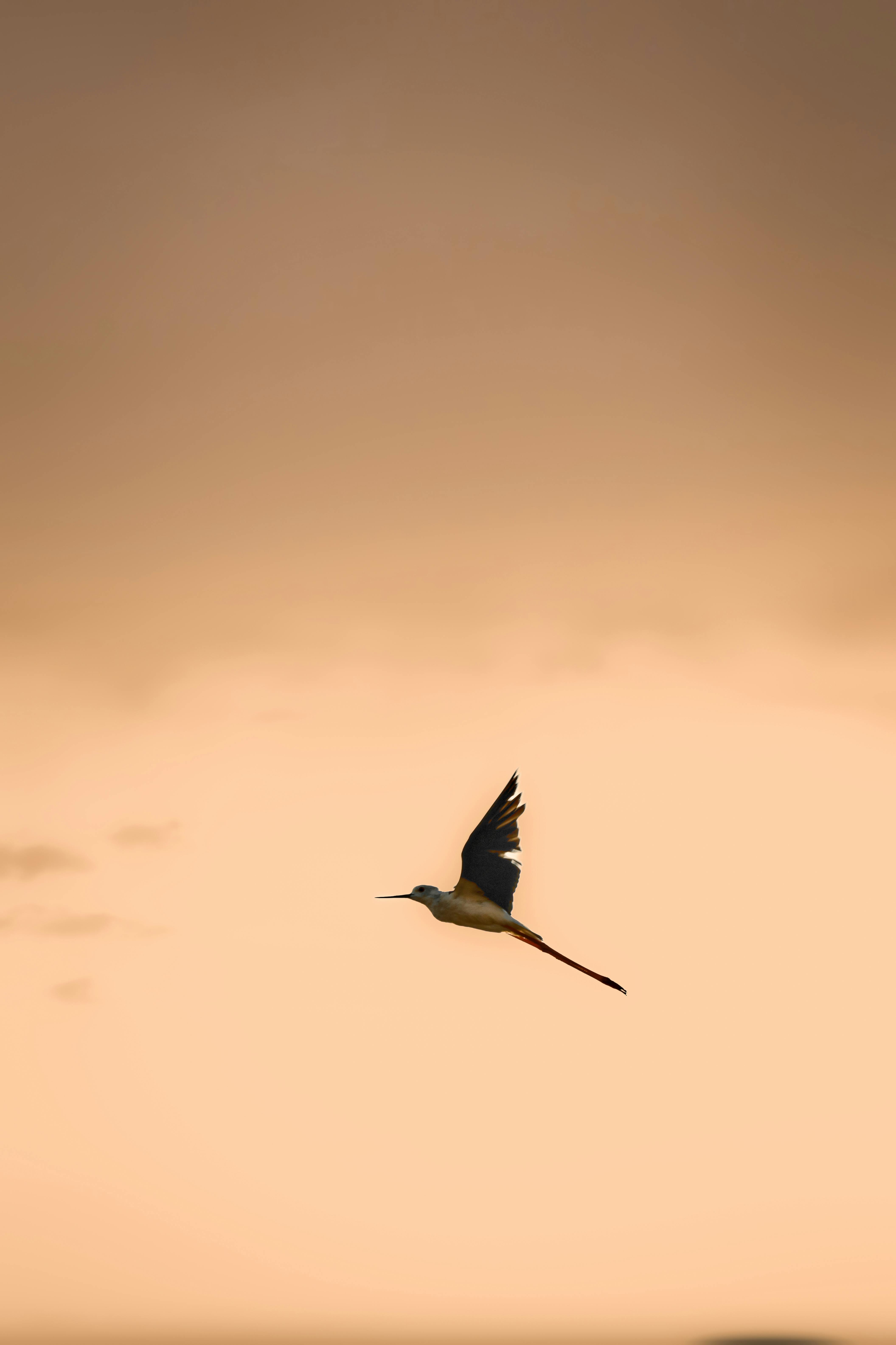 Bird Flying at Sunset | ציפור עפה בשקיעה