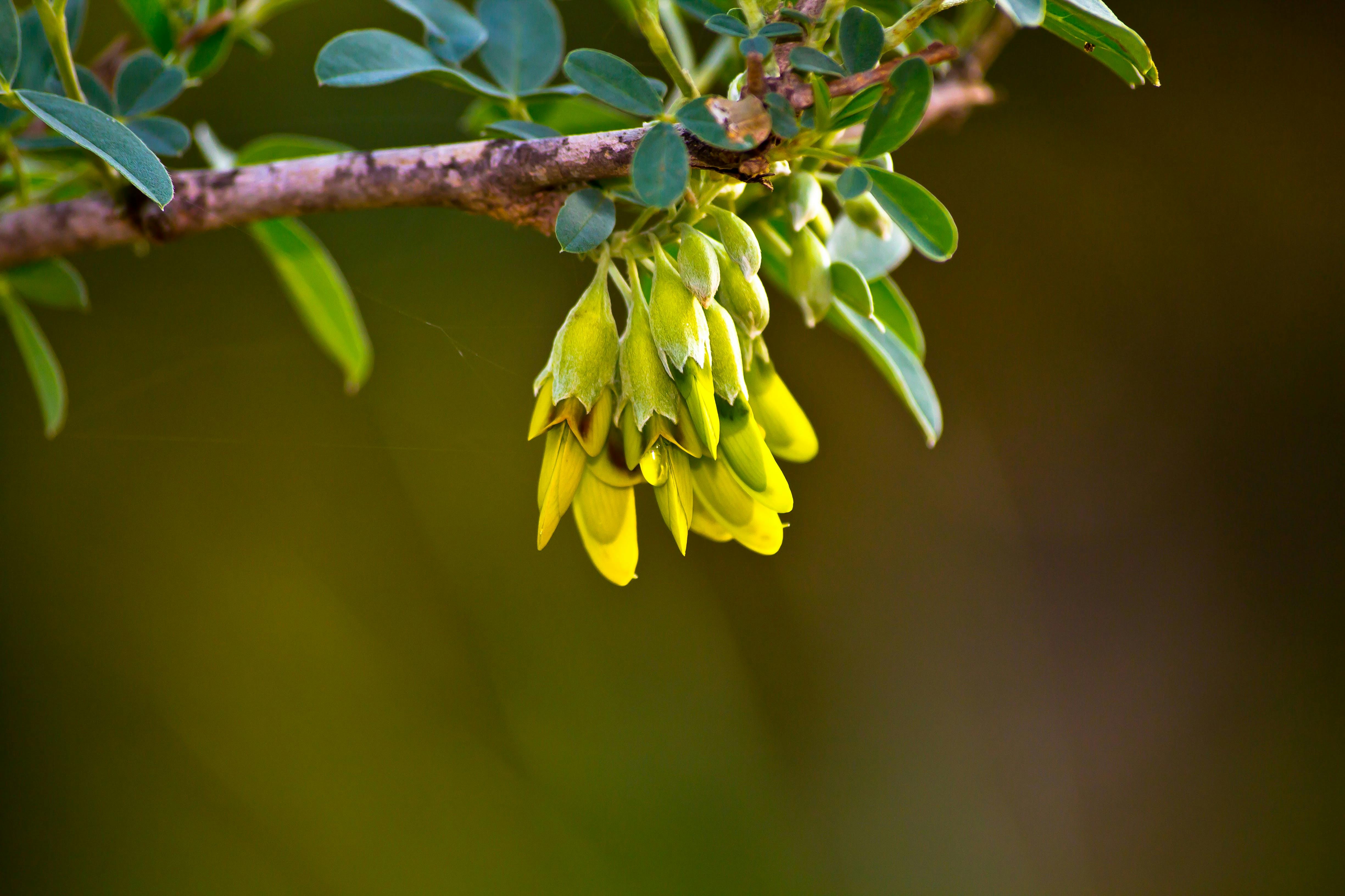 Yellow Flowers on Branch | פרחים צהובים על ענף