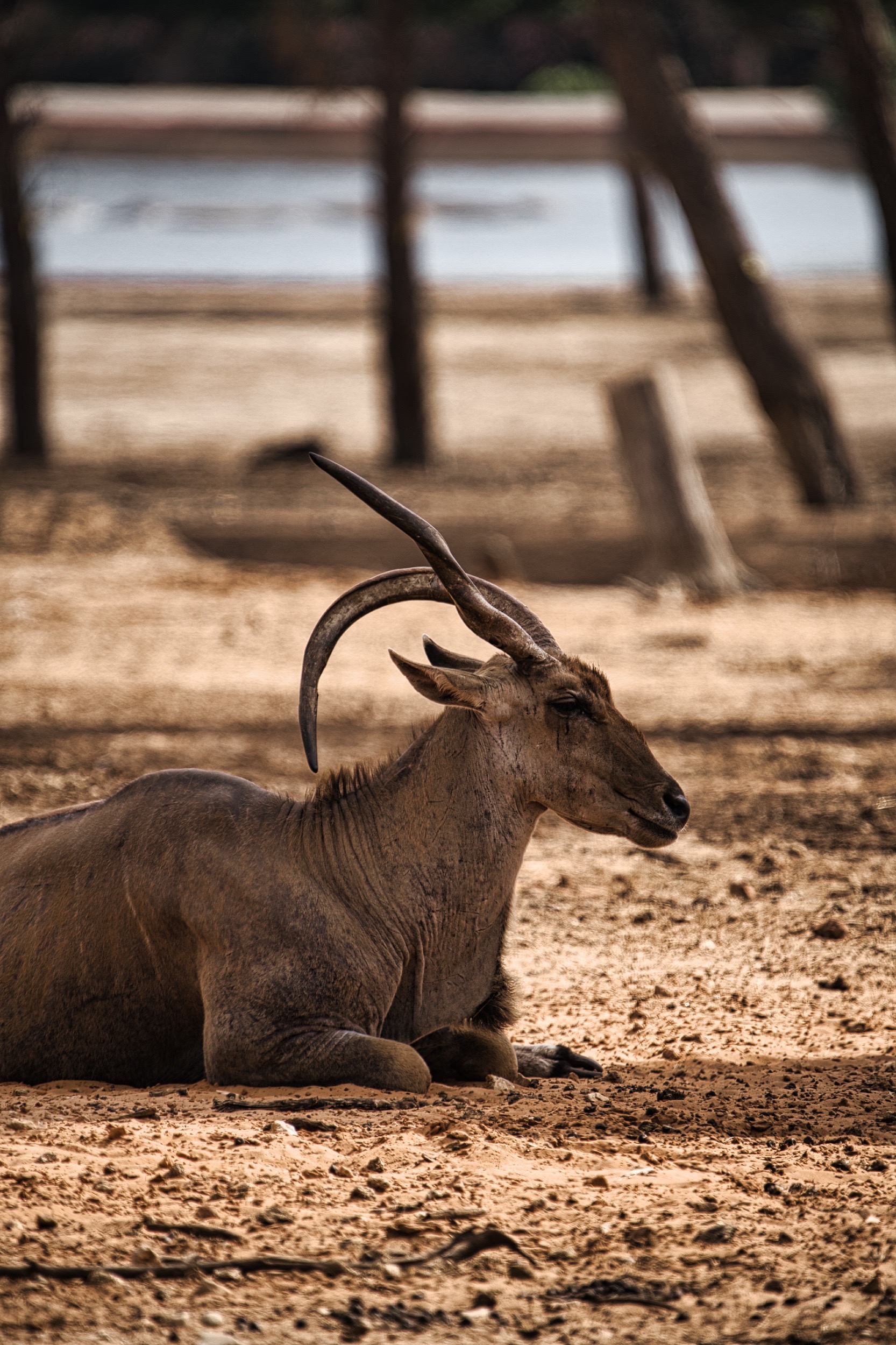 אנטילופה עם קרניים מרשימות נחה בצל על אדמה יבשה | Antelope with Impressive Horns Resting in the Shade on Dry Ground