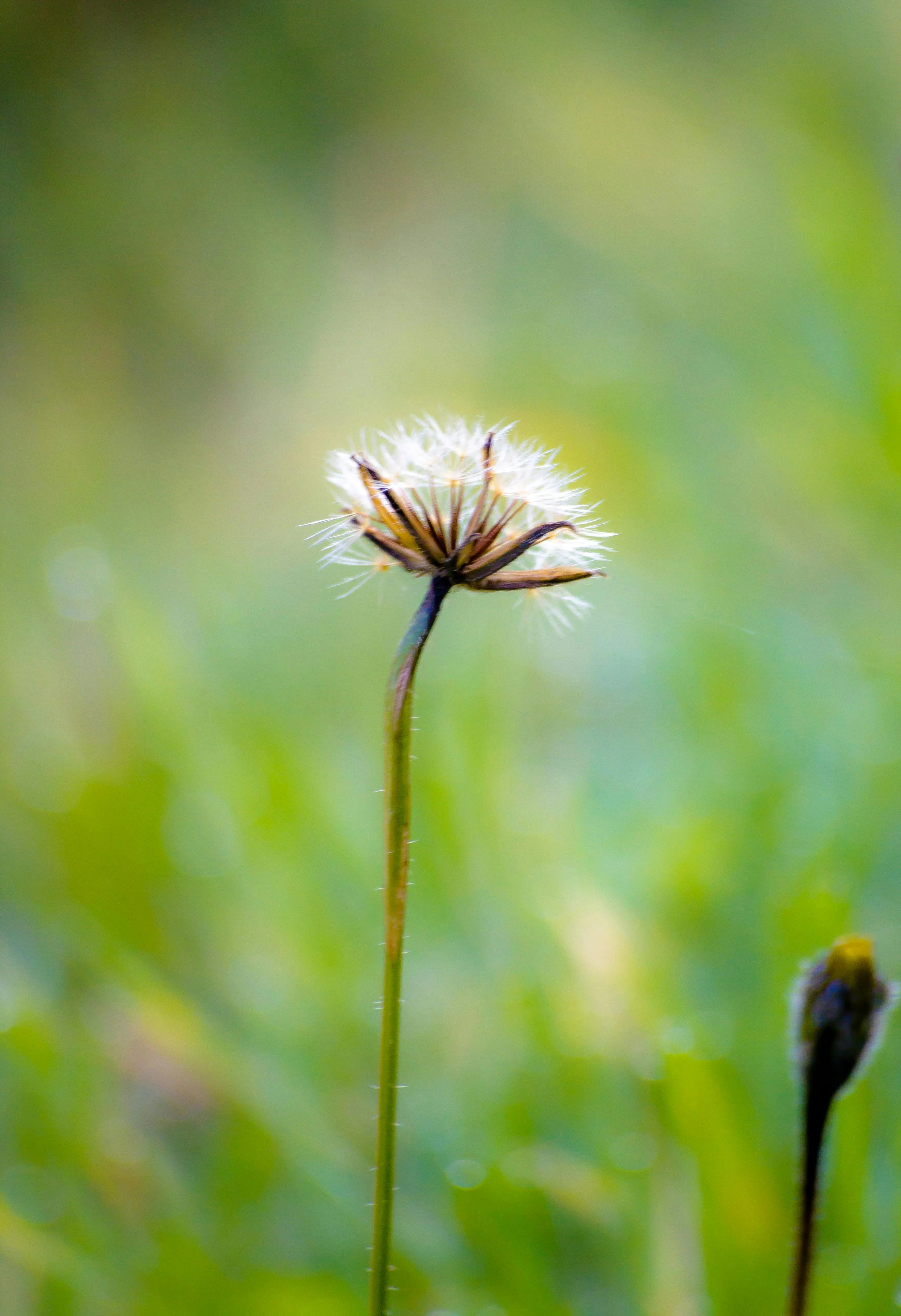 נוצות אוויר