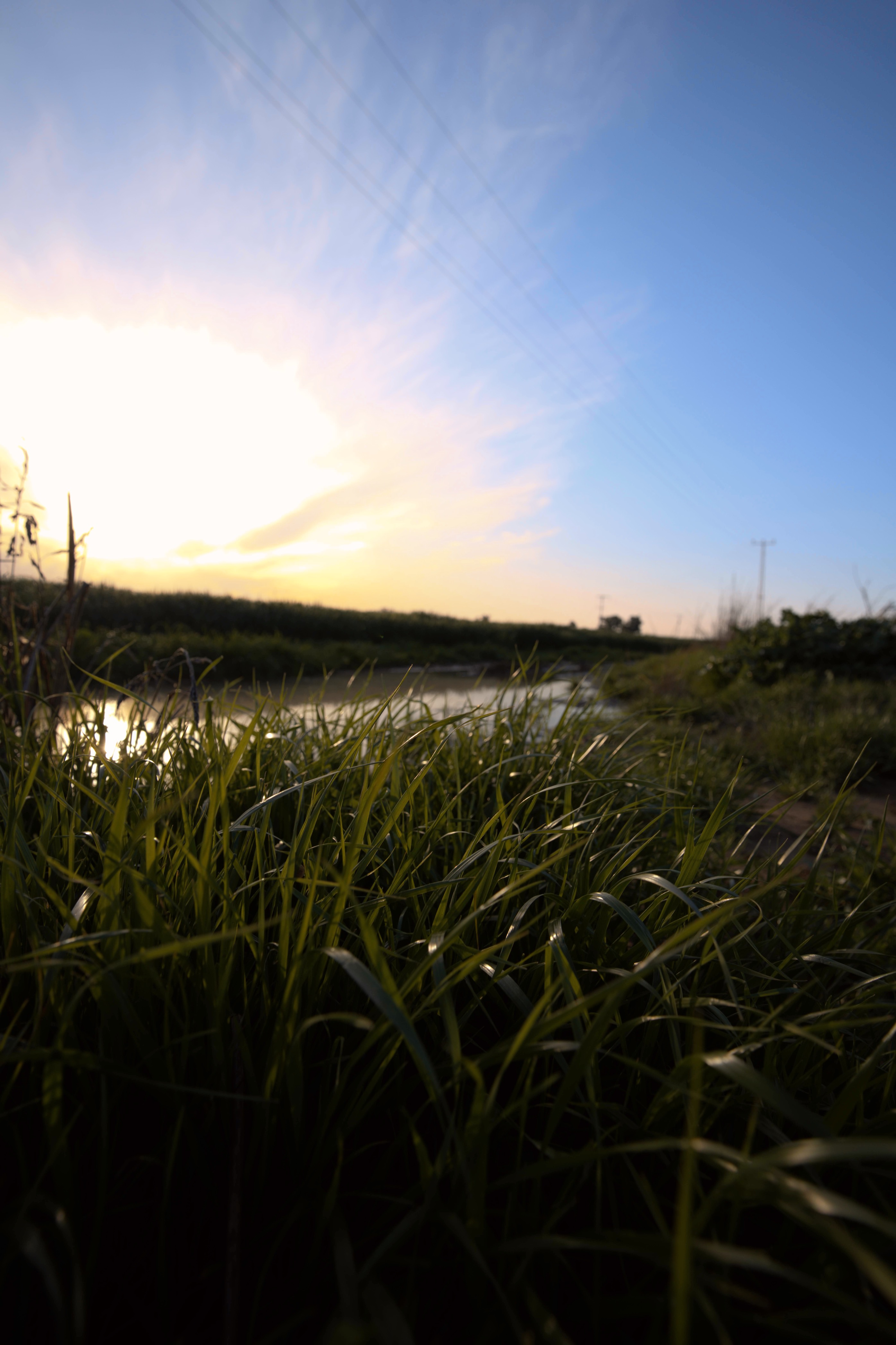 תקריב מזווית נמוכה של עשב ירוק על גדת תעלה מול שמש בוהקת | Low Angle Close-up of Green Grass on a Canal Bank Facing a Bright Sun