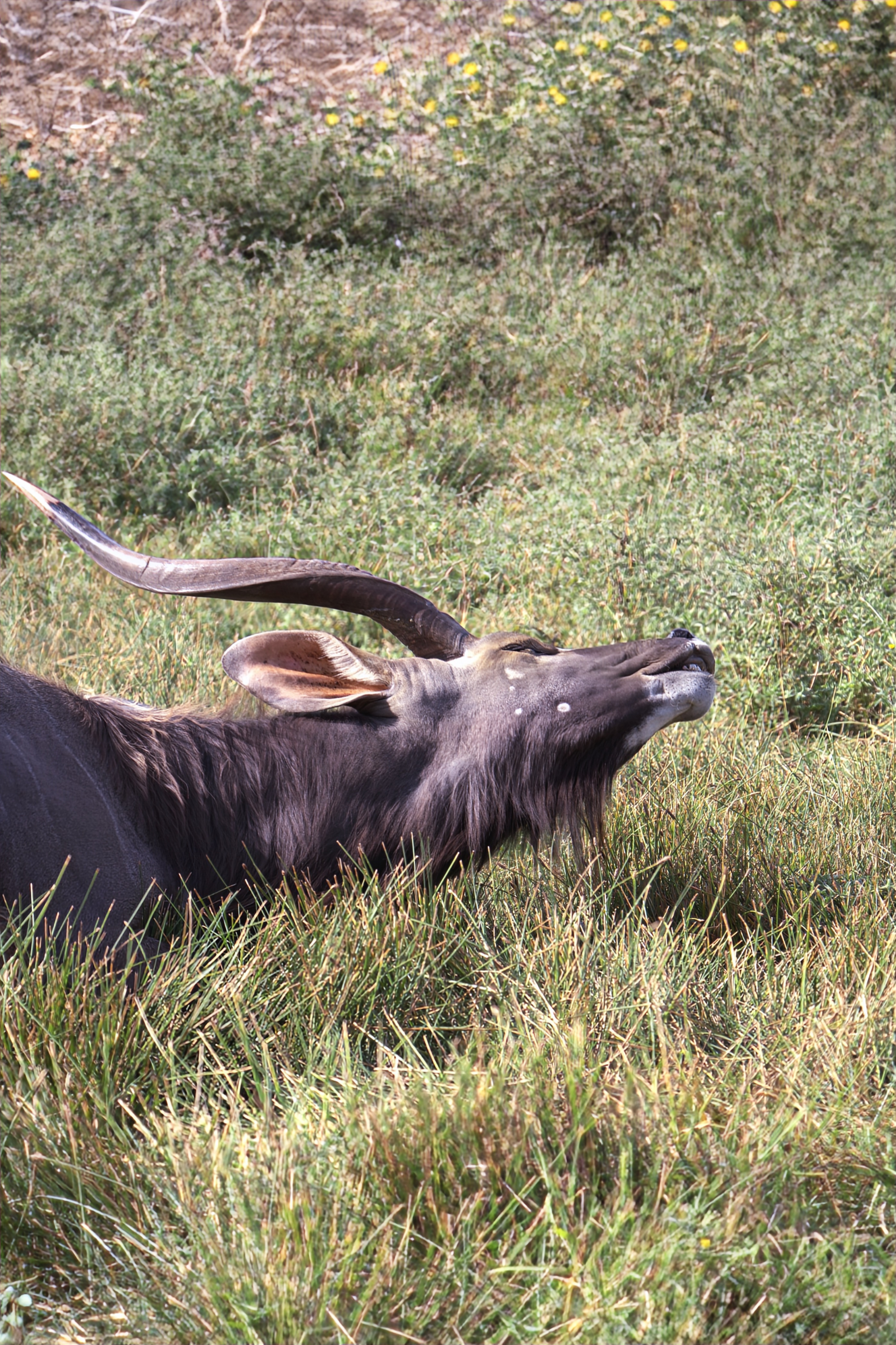 אנטילופה אפריקאית עם קרניים מסולסלות נחה בעשב הגבוה בסוואנה | African Antelope with Spiraled Horns Resting in the Tall Savanna Grass