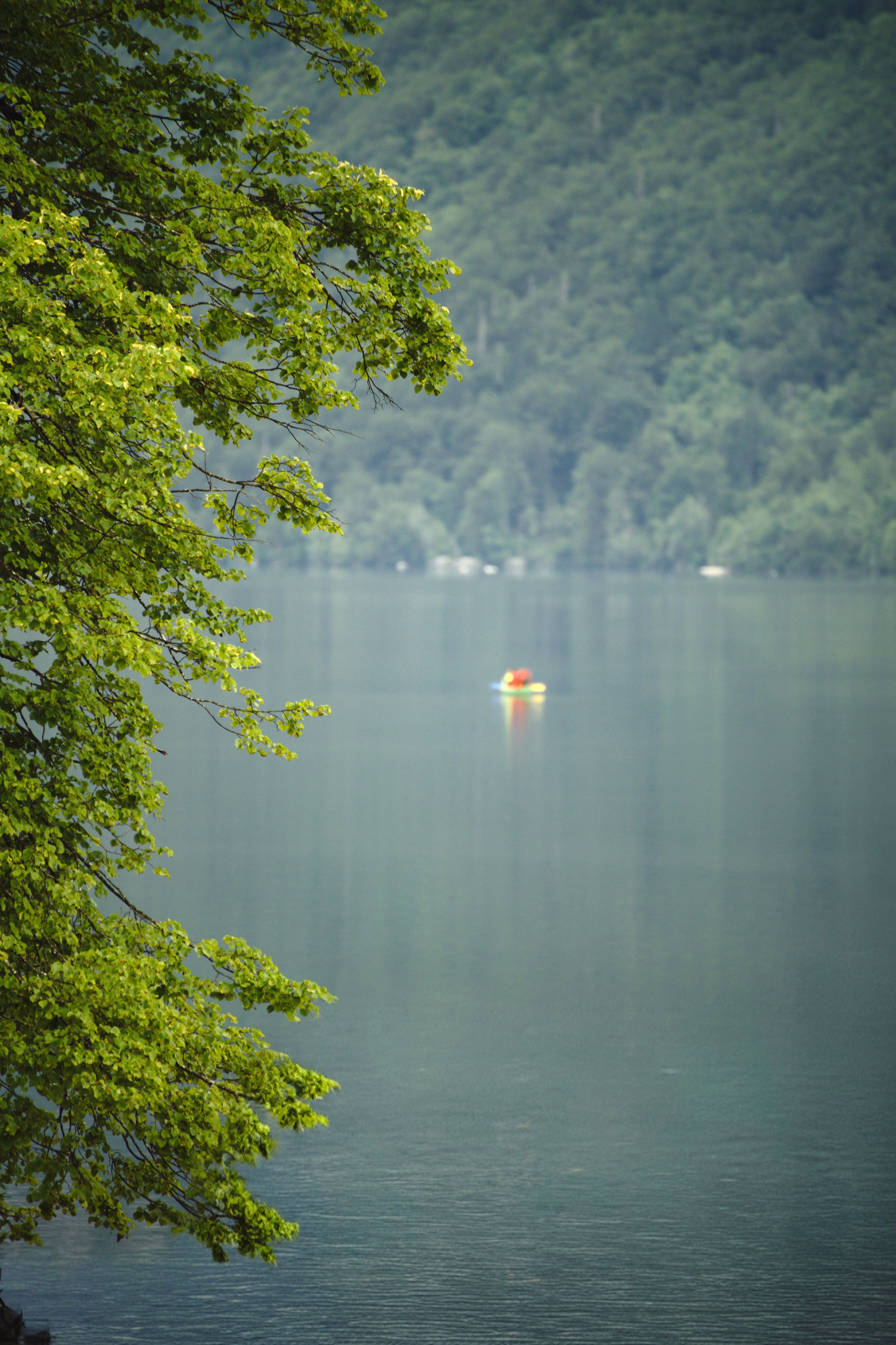 עלי עץ על רקע אגם מטושטש | Green Leaves and Blurred Lake Background