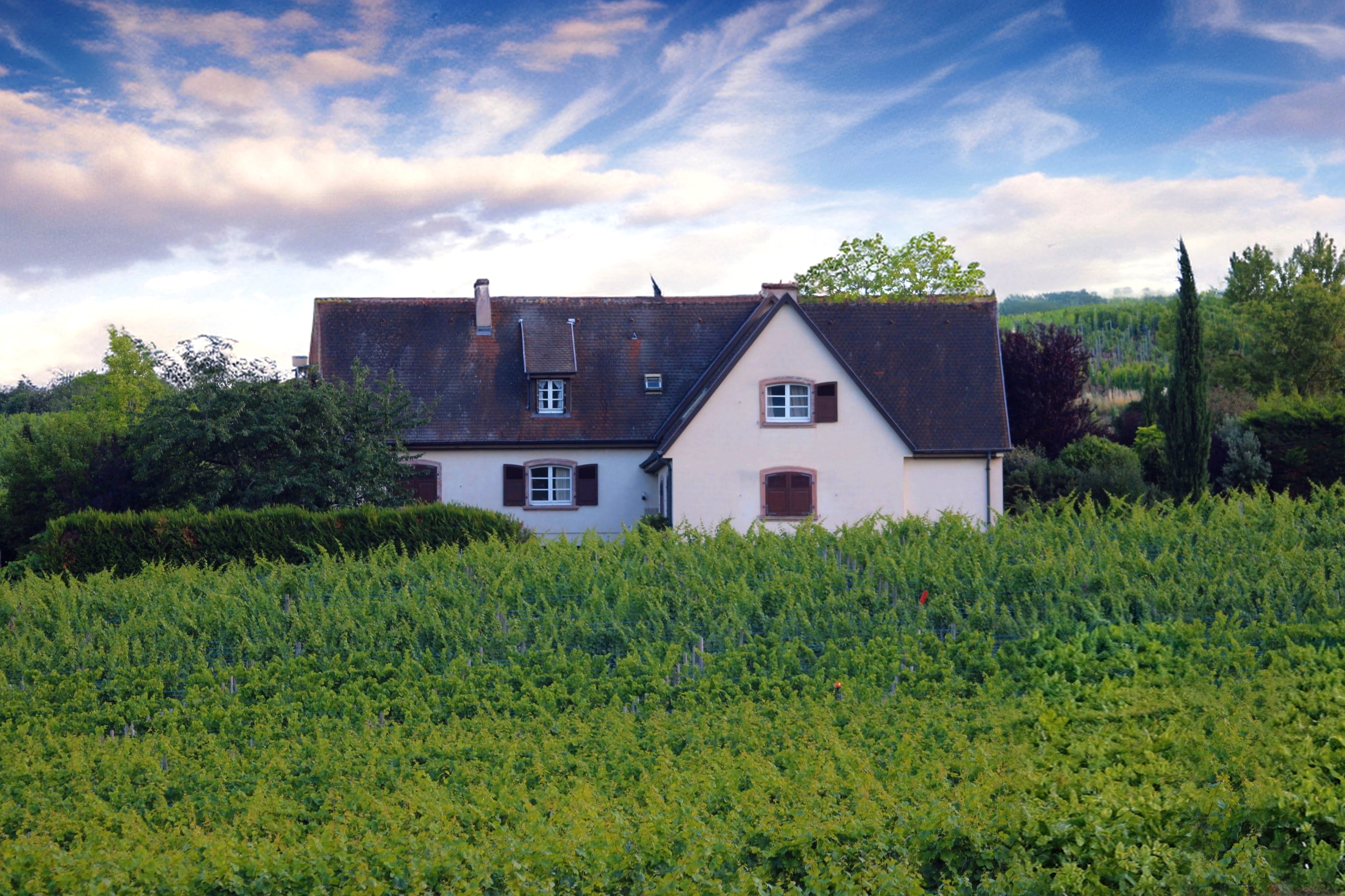 בית כפרי מוקף בכרם ענבים ירוק | Rustic Country House in Green Vineyard