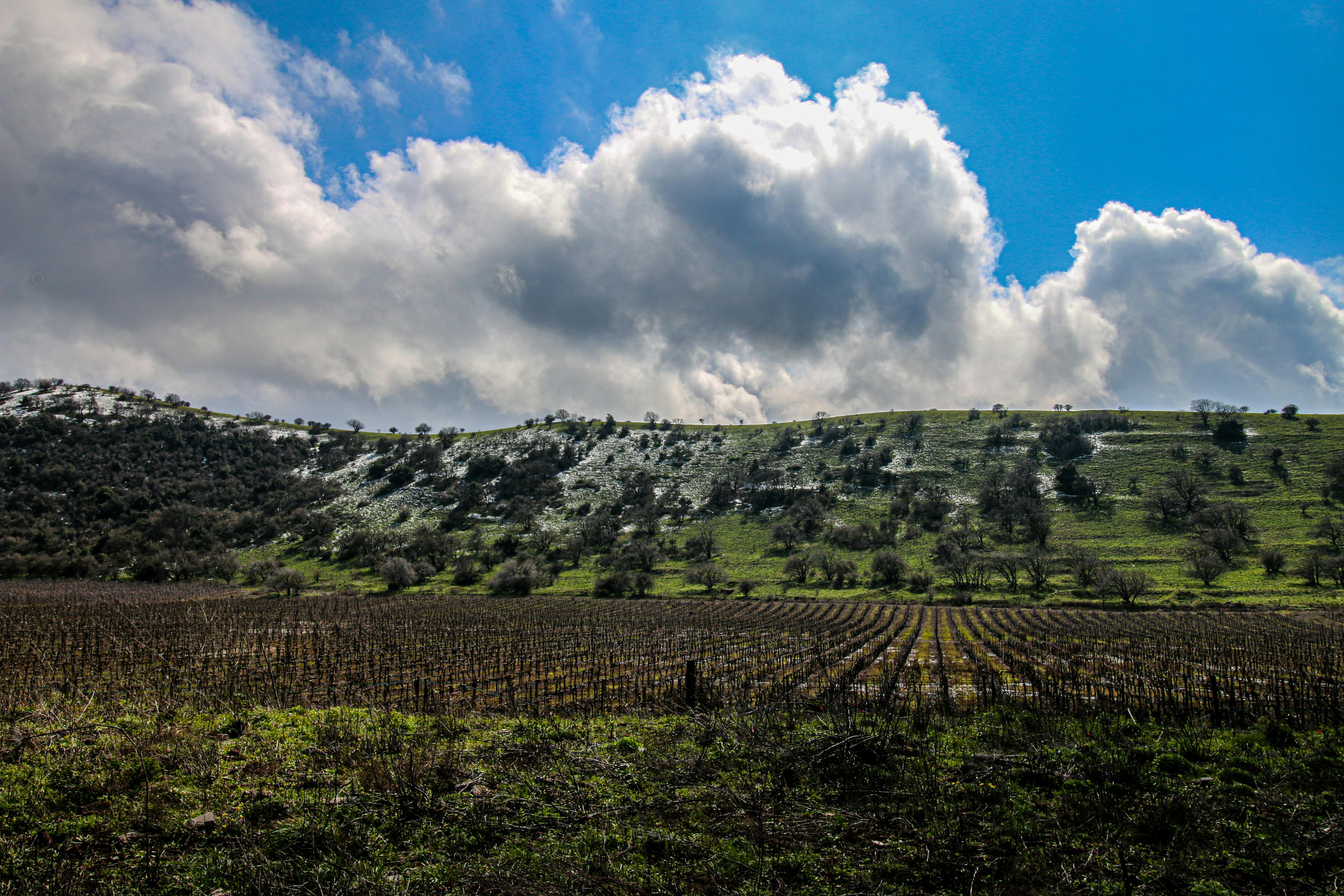 כרם חורפי חשוף מול גבעות ירוקות עם שאריות שלג | Bare Winter Vineyard Below Green Hills with Snow Patches