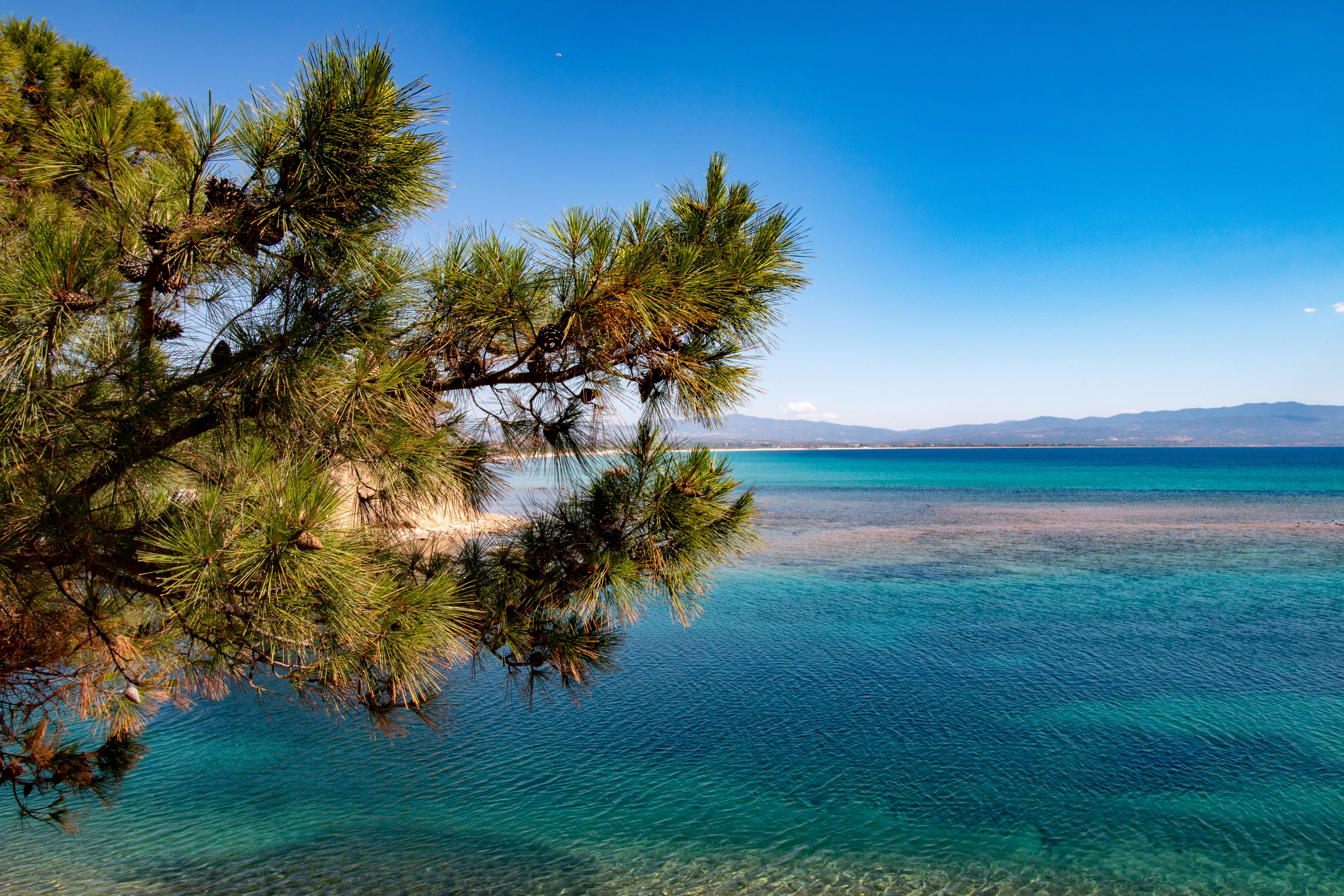 ענף עץ אורן משקיף על ים טורקיז צלול והרים | Pine Tree Branch Overlooking Clear Turquoise Sea and Mountains