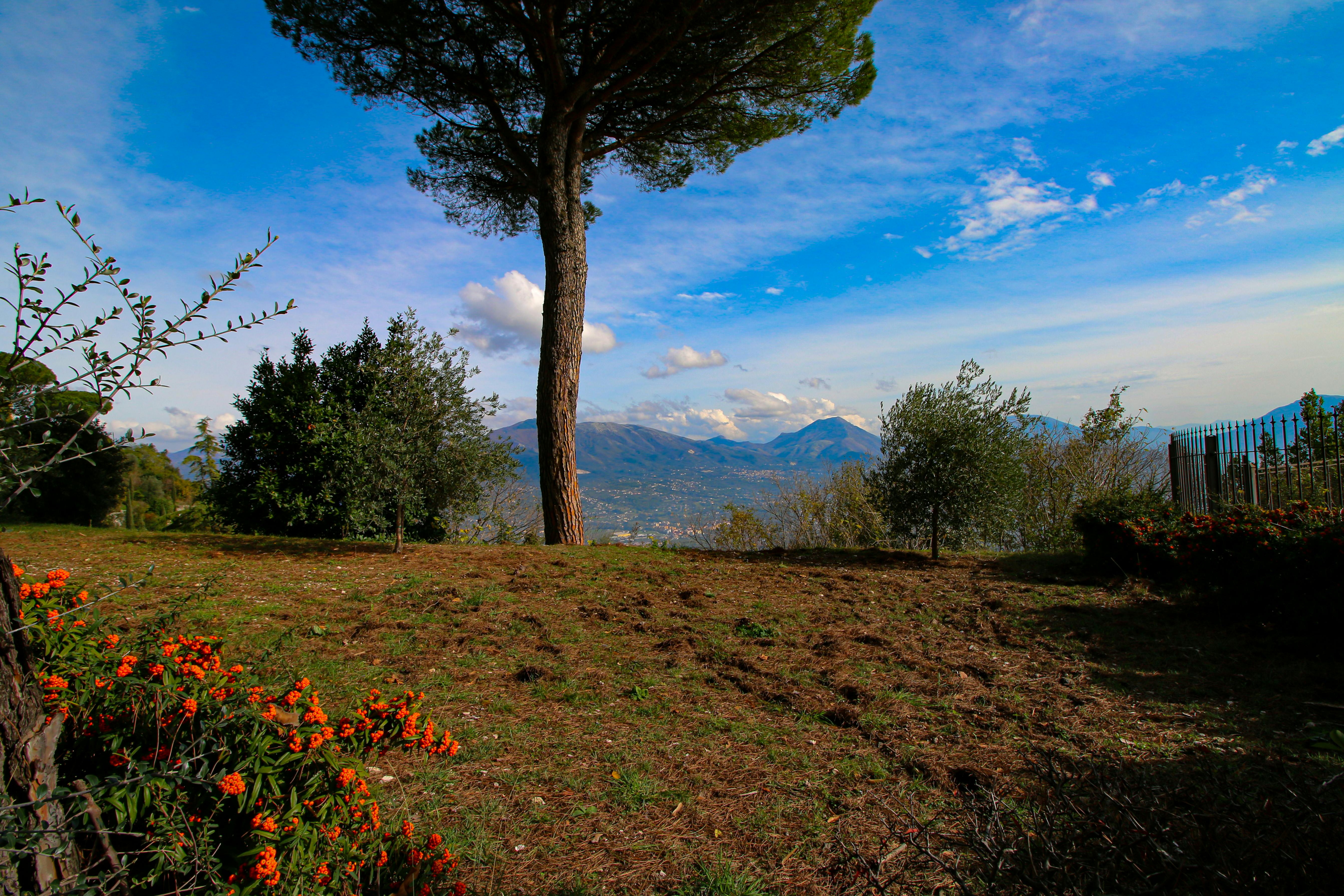 עץ אורן משקיף על עמק והרים תחת שמיים כחולים | Pine Tree Overlooking Valley and Mountains Under Blue Sky
