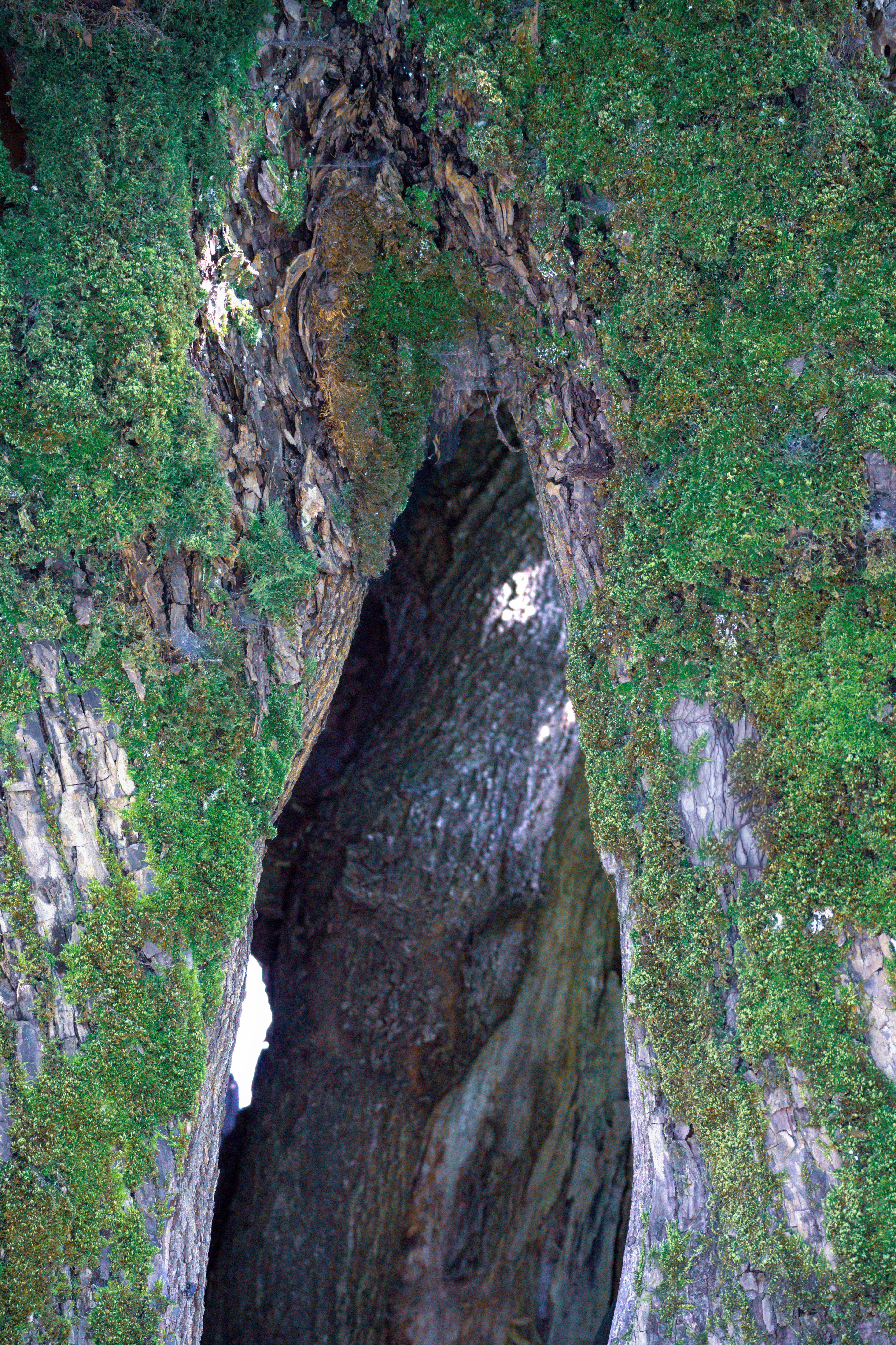 תקריב של פקעת צבעוני על אדמה