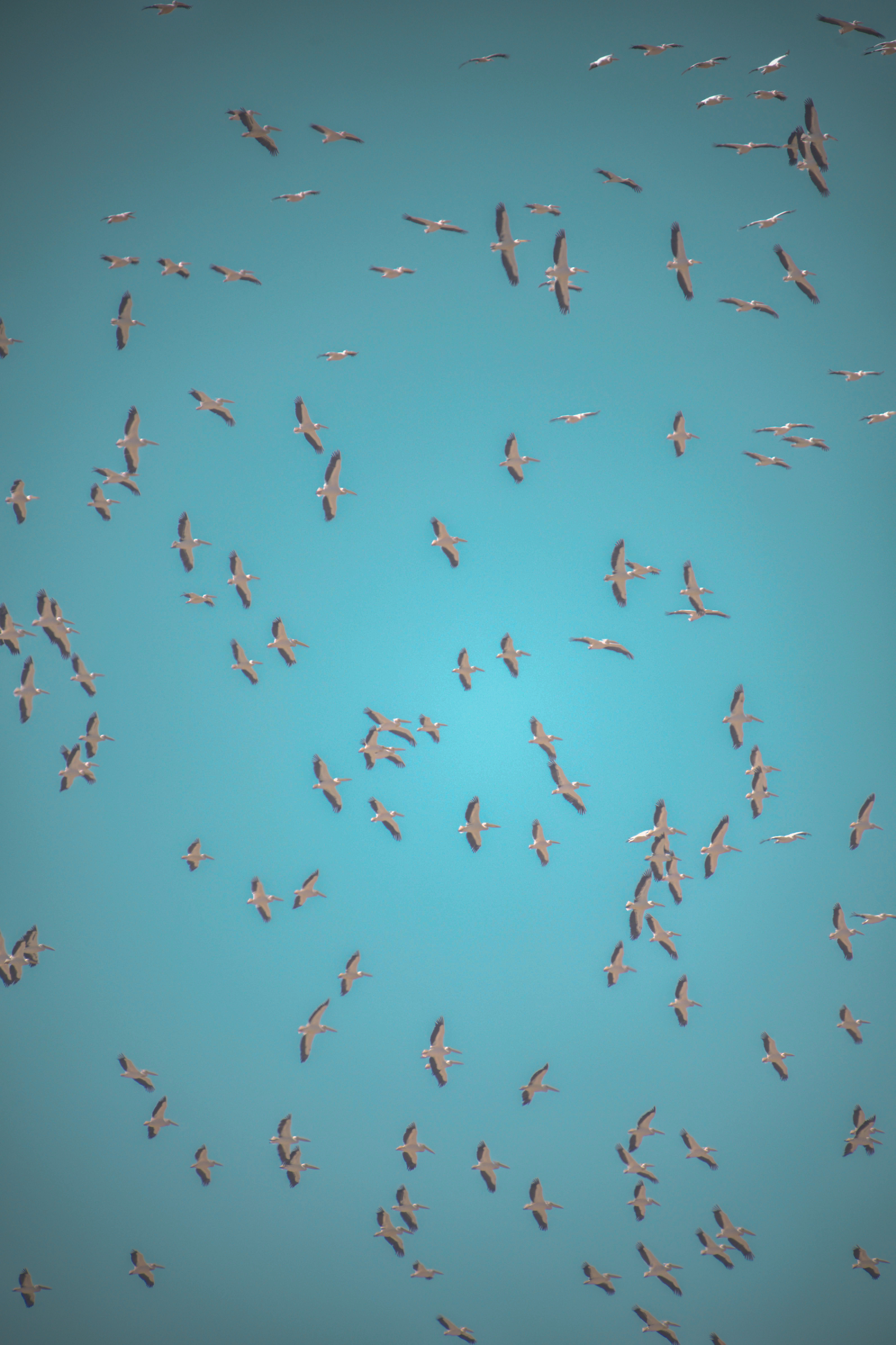 להקה גדולה של שקנאים במעוף על רקע שמיים כחולים