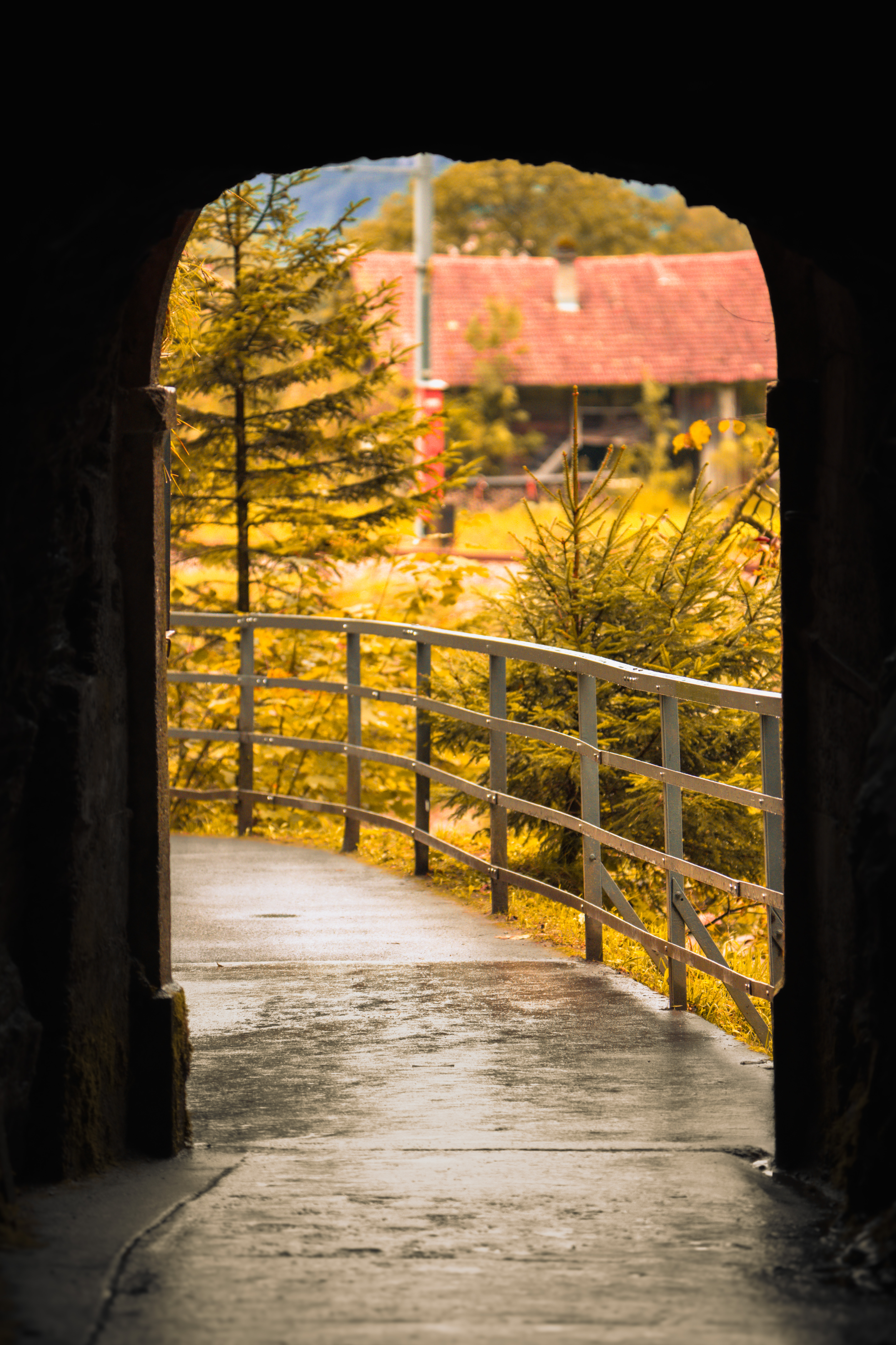 מבט מתוך קשת חשוכה אל שביל רטוב ונוף עצים בגווני סתיו