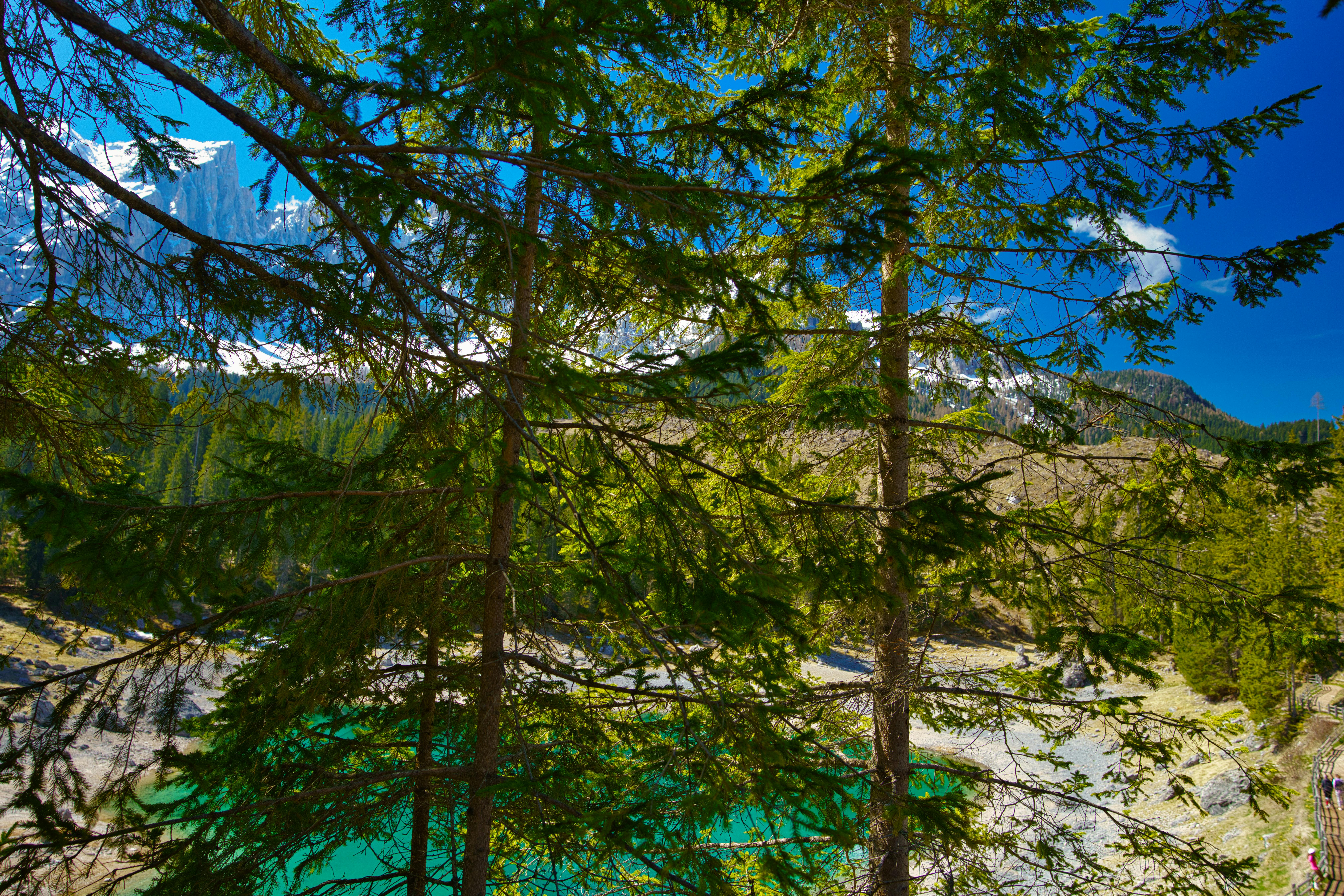 יער אורנים ואגם טורקיז | Pine Forest and Turquoise Lake