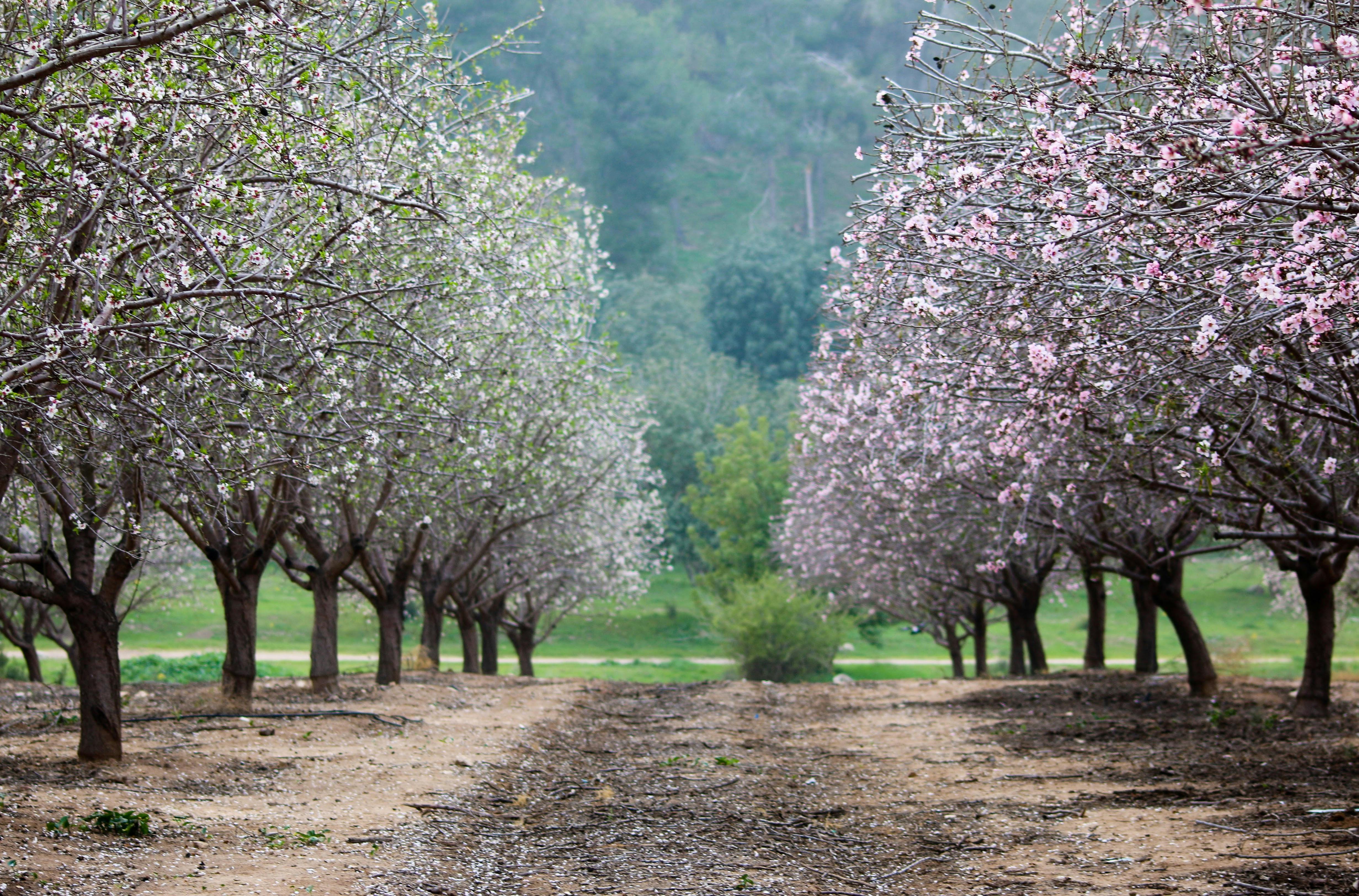 מטע שקדיות פורח | Blooming Almond Orchard