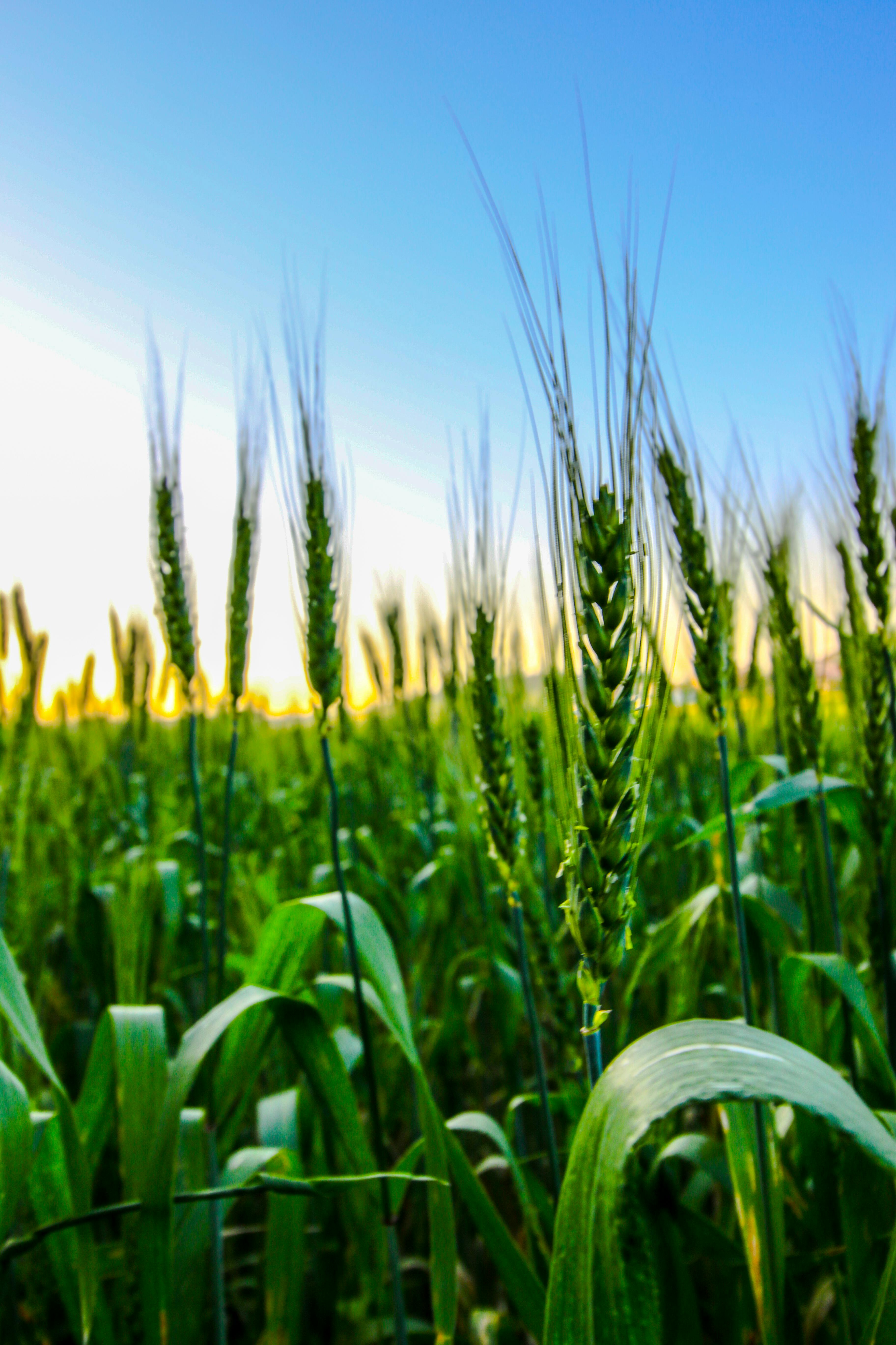 שדה חיטה בשקיעה | Wheat Field at Sunset