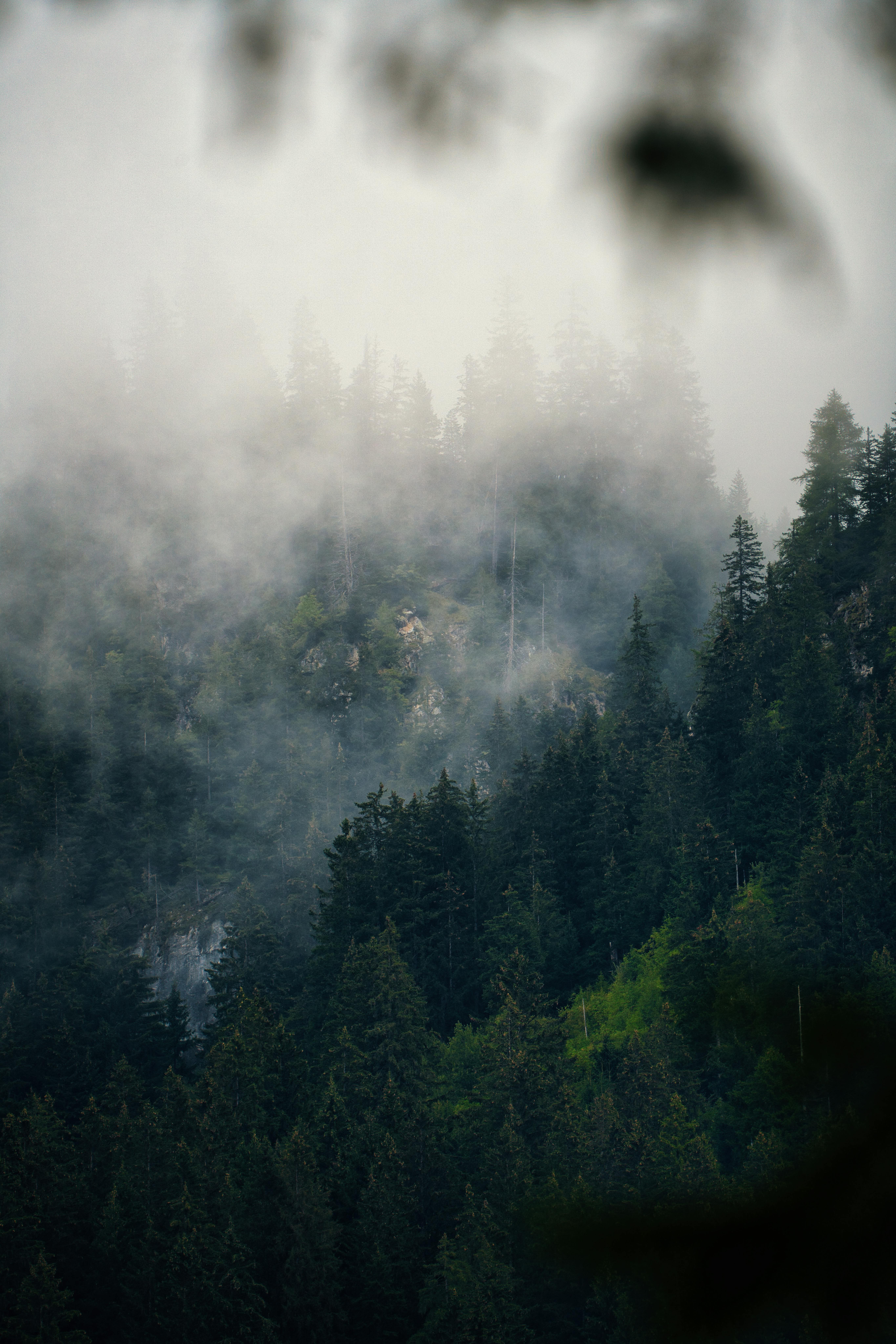 יער אורנים מכוסה ערפל | Pine Forest Covered in Mist