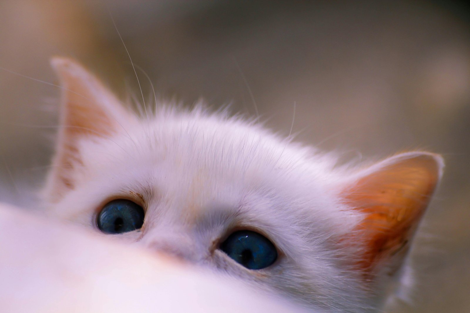 RONROV — גלריית צילום