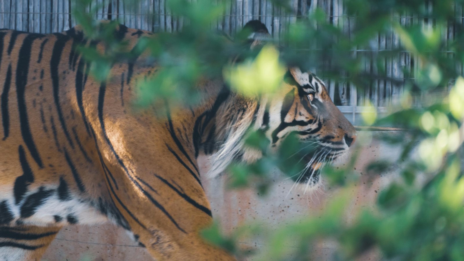 RONROV — גלריית צילום