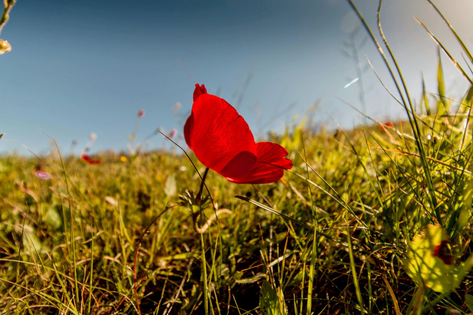 RONROV — Photography Gallery